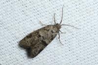 Penestoglossa dardoinella