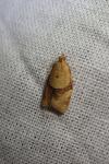 Clepsis consimilana