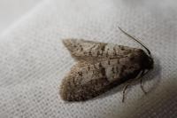 Penestoglossa dardoinella