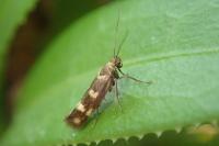 Scythris scopolella