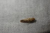 Tinea