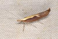 Ypsolopha dentella