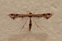 Lantanophaga pusillidactyla