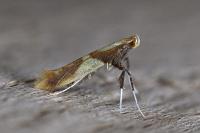 Caloptilia alchimiella