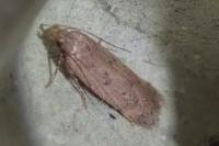 Bryotropha terrella