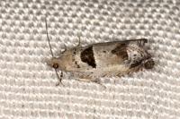 Epinotia ramella