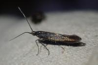 Coleophora frischella