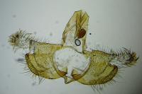 Coleophora frischella