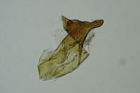 Coleophora frischella