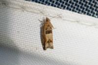 Crocidosema plebejana