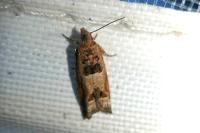 Crocidosema plebejana