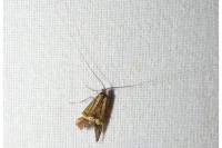 Nemophora degeerella
