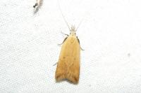 Dichomeris limosella