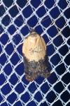 Acleris variegana