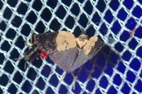 Acleris variegana