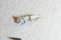 Scythropia crataegella