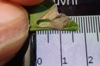 Antispila metallella