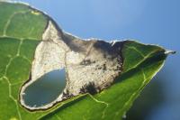 Antispila metallella