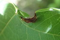 Phyllonorycter monspessulanella