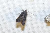 Dichomeris alacella