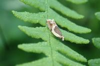 Ancylis badiana