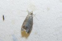 Notocelia uddmanniana