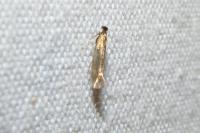 Bucculatrix nigricomella