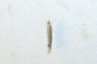Plutella xylostella