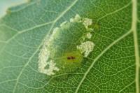 Phyllonorycter populifoliella
