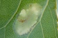 Phyllonorycter populifoliella