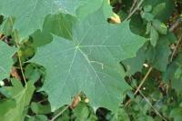 Stigmella aceris