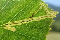 Stigmella lapponica