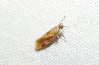 Epicallima formosella