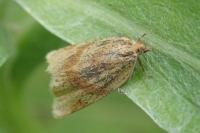 Clepsis steineriana