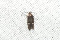 Mompha langiella