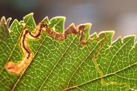 Stigmella ulmivora