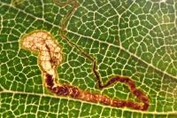 Stigmella ulmivora
