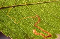 Stigmella ulmivora