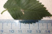 Stigmella viscerella