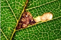 Stigmella viscerella