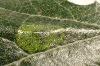 Phyllonorycter comparella