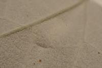 Phyllonorycter comparella