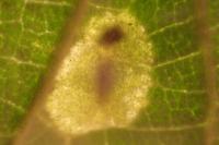 Phyllonorycter comparella