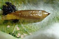 Phyllonorycter comparella