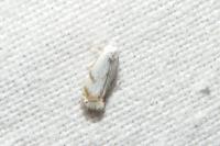 Pseudopostega crepusculella