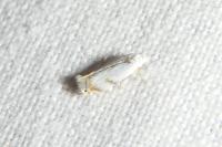 Pseudopostega crepusculella