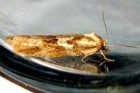 Cnephasia longana