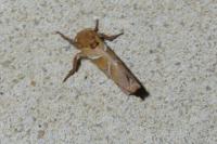 Triodia sylvina