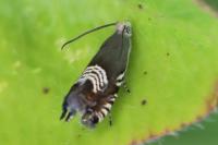Grapholita compositella