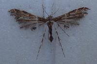Capperia fusca